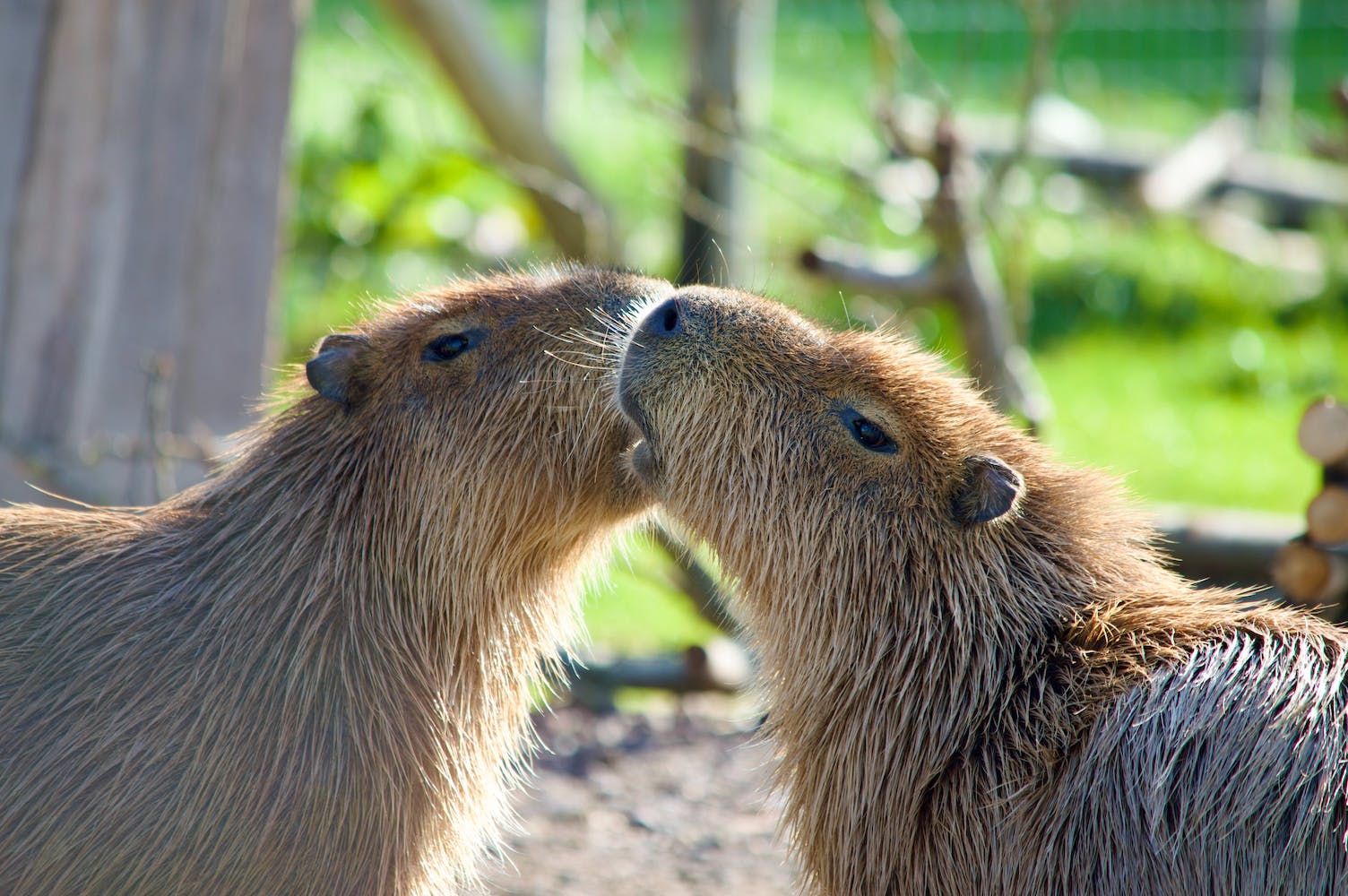 Picture of two capybara's close to each other with similar expressions
